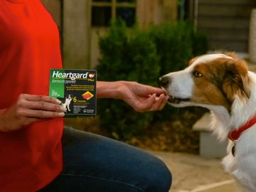 Woman feeds her dog a Heartgard treat
