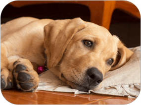 A yellow lab lays on the floor