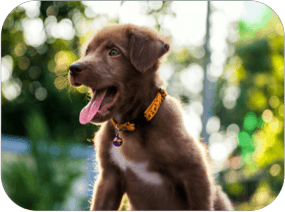 A brown puppy is coughing 