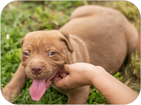 A small puppy with a large belly