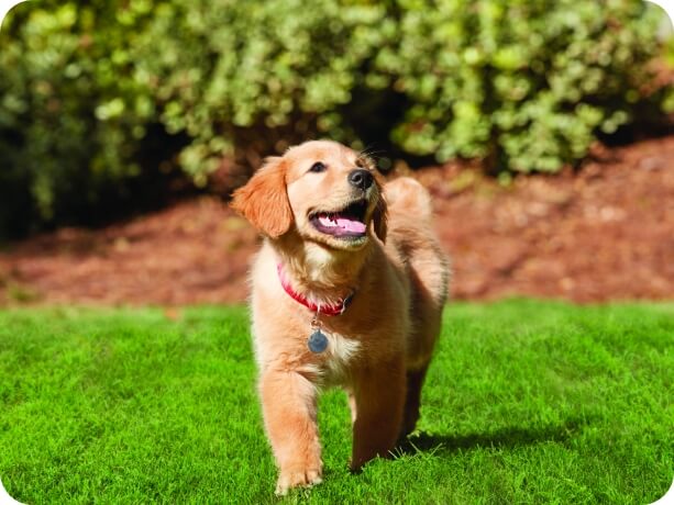 A dog in the backyard