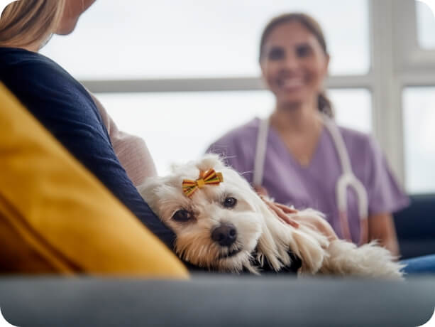 A woman and her dog, who has a small bow on, listen to the vet speak