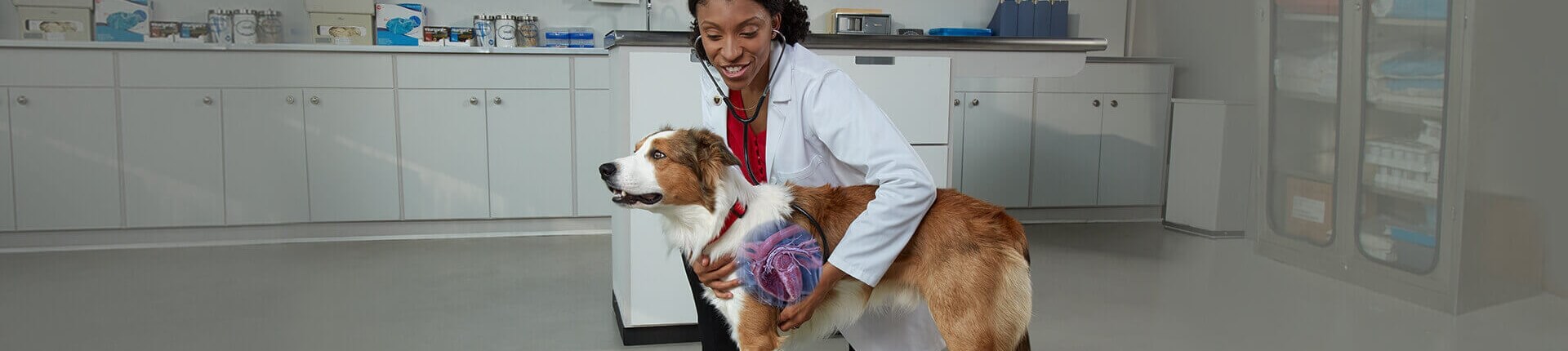 A vet inspects a dog for heartworms