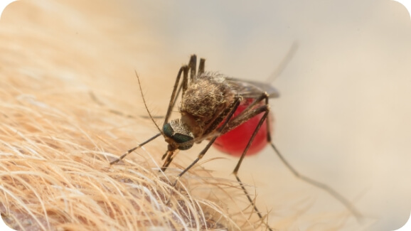 A mosquito on a dog's skin