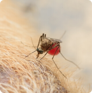 A mosquito on a dog's skin
