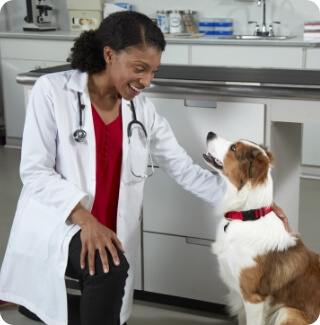 A vet pets a dog