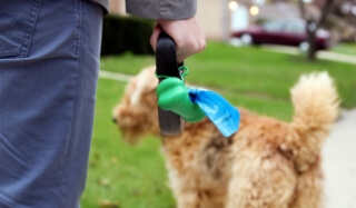 A dog walker carries poop bags
