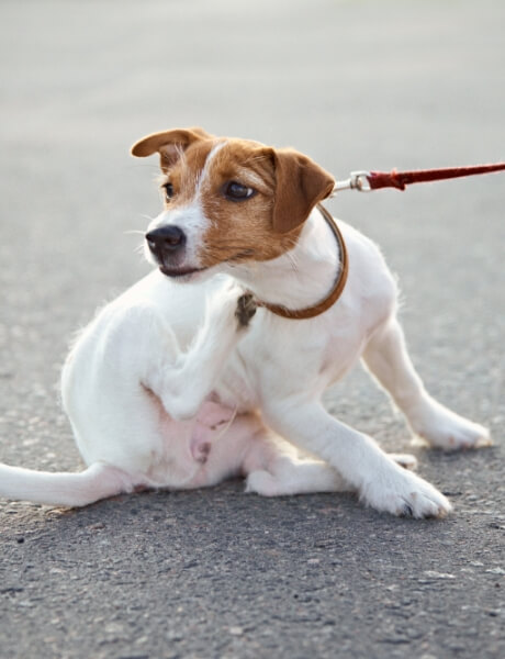 A small dog scratches its neck