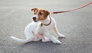 A small dog scratches its neck