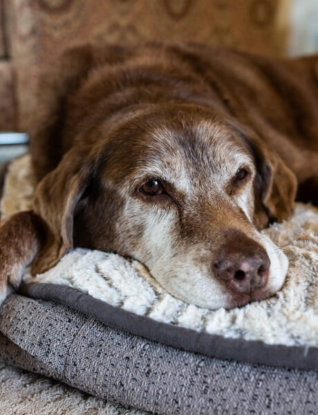 A tired looking dog laying on its bed