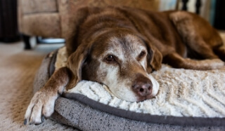 A tired looking dog laying on its bed