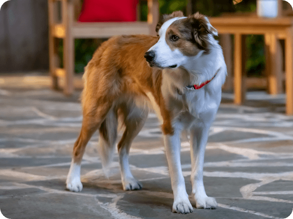 A dog stands on the back porch