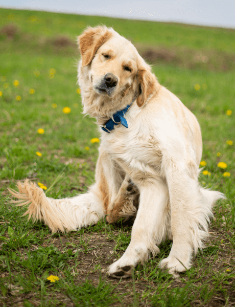  A dog scratches itself in the park