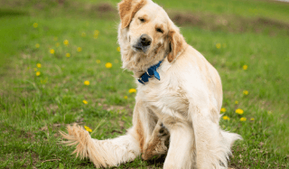 A dog scratches itself in the park