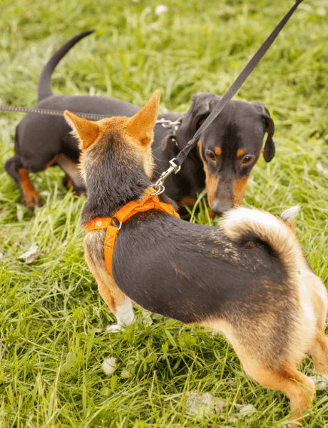 Two dogs meeting each other