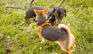 Two dogs meeting each other