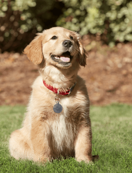 A happy golden retriever gives you a smile 
