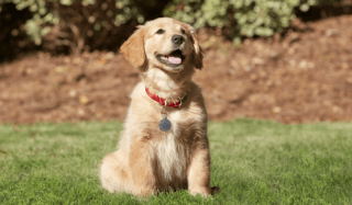 A happy golden retriever gives you a smile 