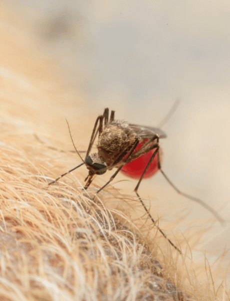 A mosquito on a dog's skin