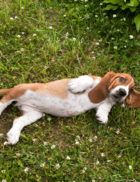 A puppy rolls on its back and shows you its belly for pets