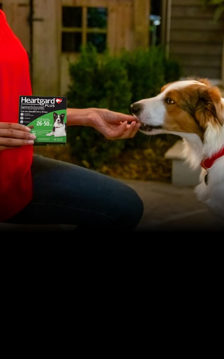 A woman gives her dog Heartgard | HEARTGARD® Heartworm Protection